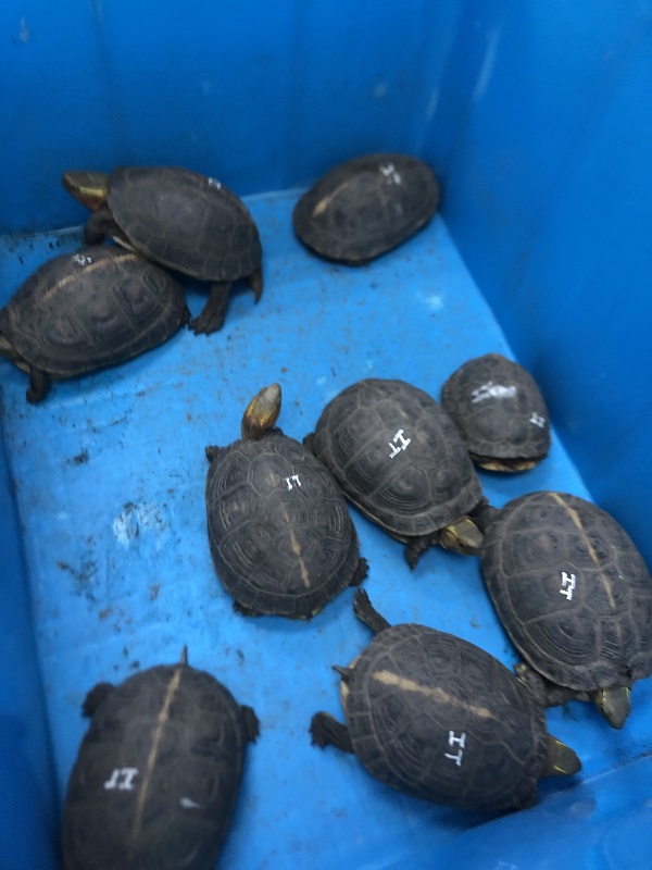 KFBG finds a new home in Europe for 55 smuggled endangered turtles and tortoises
